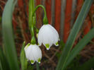 Leucojum aestivum (2014, April 03)