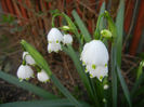 Leucojum aestivum (2014, April 03)