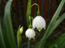 Leucojum aestivum (2014, April 03)