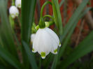 Leucojum aestivum (2014, April 03)