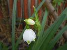Leucojum aestivum (2014, April 04)