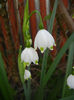 Leucojum aestivum (2014, April 04)