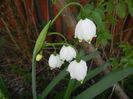 Leucojum aestivum (2014, April 04)