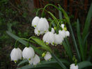 Leucojum aestivum (2014, April 07)