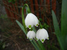Leucojum aestivum (2014, April 07)