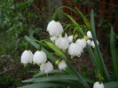 Leucojum aestivum (2014, April 07)