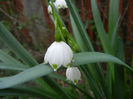 Leucojum aestivum (2014, April 07)