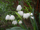 Leucojum aestivum (2014, April 07)