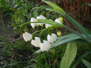 Leucojum aestivum (2014, April 08)