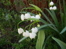 Leucojum aestivum (2014, April 08)