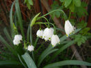 Leucojum aestivum (2014, April 08)