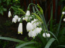 Leucojum aestivum (2014, April 10)