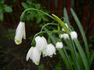 Leucojum aestivum (2014, April 10)