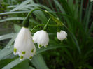 Leucojum aestivum (2014, April 11)