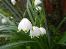 Leucojum aestivum (2014, April 11)