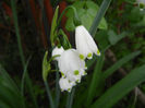 Leucojum aestivum (2014, April 11)