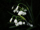 Leucojum aestivum (2014, April 11)