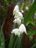 Leucojum aestivum (2014, April 15)