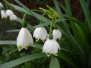 Leucojum aestivum (2014, April 15)