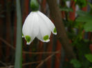 Leucojum aestivum (2014, April 15)