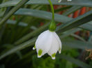 Leucojum aestivum (2014, April 26)