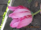 DSCN2595