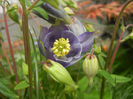 Aquilegia Blue (2014, April 27)