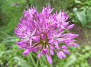 Allium Purple Sensation (2014, April 28)