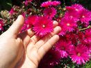 Mesembryanthemum2