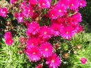 Mesembryanthemum
