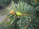 Picea abies (2014, April 20)