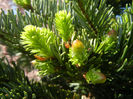 Abies nordmanniana (2014, April 26)