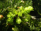 Abies nordmanniana (2014, April 26)