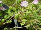 Mesembryanthemum sclipitor