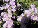 Mesembryanthemum sclipitor 2