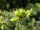 Picea abies (2014, April 26)