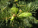 Picea abies (2014, April 26)
