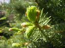 Picea abies (2014, April 26)