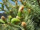 Picea abies (2014, April 26)