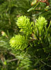 Abies nordmanniana (2014, April 27)