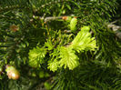 Abies nordmanniana (2014, April 27)