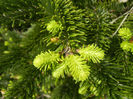 Abies nordmanniana (2014, April 27)