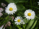 Bellis perennis (2014, April 27)