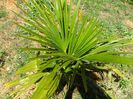 trachycarpus fortunei mici