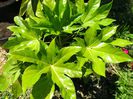 fatsia japonica