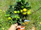 calamondin
