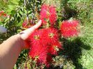callistemon