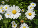 Bellis perennis (2014, April 27)