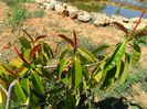 ficus elastica frunza lunga