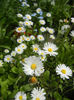 Bellis perennis (2014, April 27)